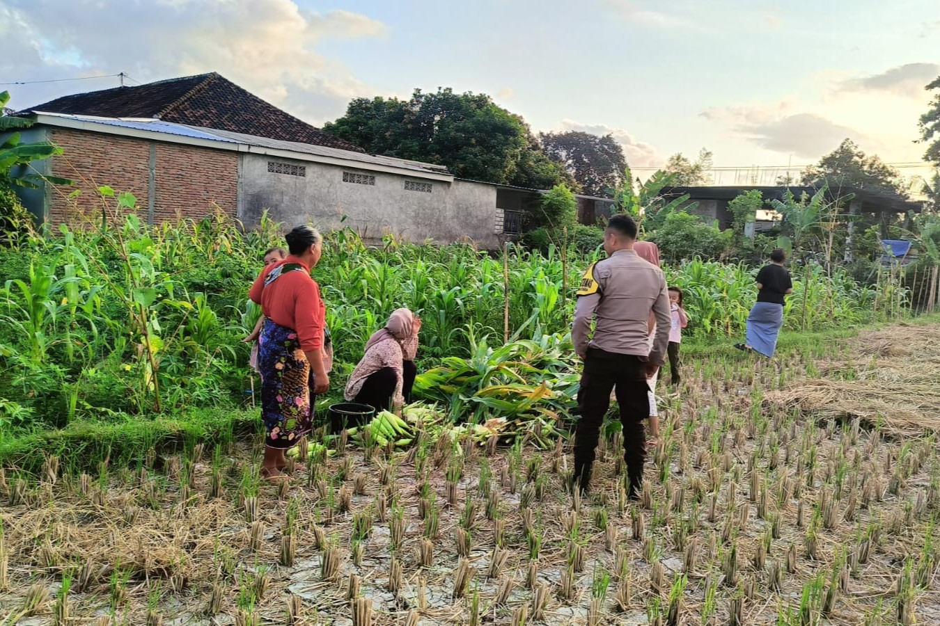 Polsek Kuripan Dukung Petani Jagung di Kumbung Barat Wujudkan Ketahanan Pangan