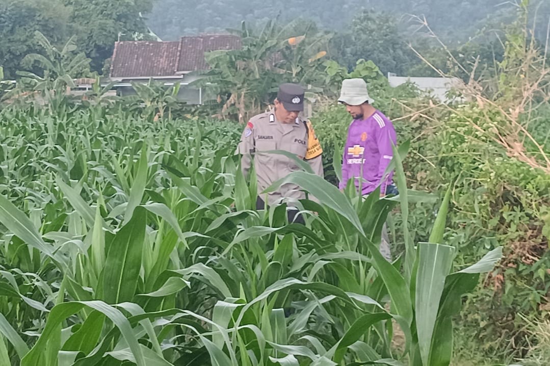 Polsek Lembar Dorong Ketahanan Pangan Lewat Pendampingan Petani Desa Babussalam