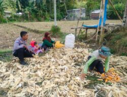 Polsek Lembar Dukung Ketahanan Pangan, Bhabinkamtibmas Beri Semangat Petani Jagung di Eyat Mayang