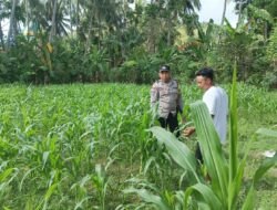 Bhabinkamtibmas Desa Cendi Manik Dampingi Petani Jagung Dukung Ketahanan Pangan Sekotong