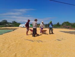 Bhabinkamtibmas Desa Talonang Baru Dampingi Panen dan Penjemuran Jagung Tahap II, Wujudkan Kehadiran Polri di Tengah Warga