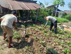 Dukung Ketahanan Pangan, Bhabinkamtibmas Tapir Bantu Warga Kelola Lahan Pekarangan Bergizi