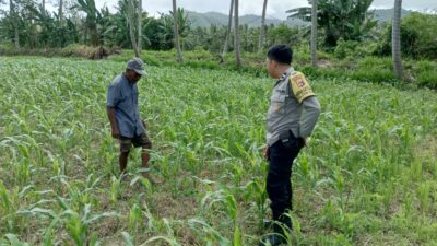 Jagung dan Keamanan: Bhabinkamtibmas Cendi Manik Turun ke Lahan