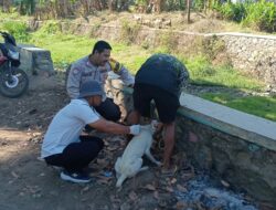 Bhabinkamtibmas Polres Bima Kota Dampingi Tim Vaksinasi Anjing Rabies di Kelurahan Kendo