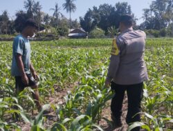 Bhabinkamtibmas desa ta’a dukung ketahanan pangan melalui pemantauan lahan jagung warga