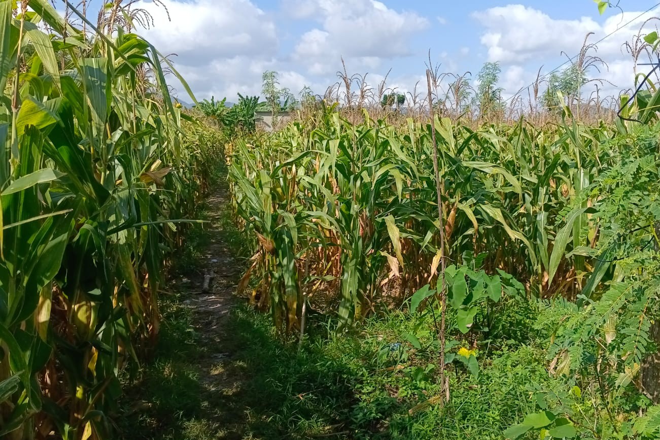 Sinergi Polisi dan Petani di Dusun Bila Tepung Hasilkan Panen Jagung Melimpah