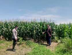 Bhabinkamtibmas Jagaraga Ajak Warga Manfaatkan Lahan untuk Ketahanan Pangan