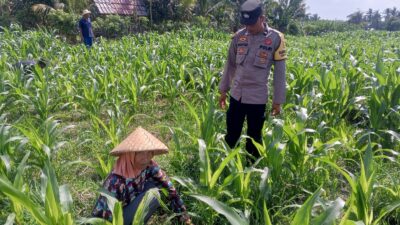 Kolaborasi Polisi dan Petani di Dusun Due Pelet, Wujudkan Kemandirian Pangan Lokal