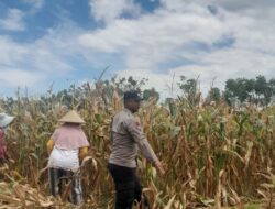 Bhabinkamtibmas desa daha dukung program ketahanan pangan, tinjau lahan warga di dusun daha barat