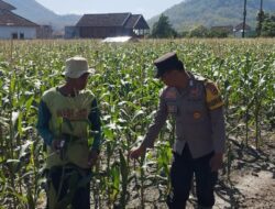 Dekat Dengan Warga, Bahbinkamtibmas Dampingi Warga Binaan Rawat Jagung Manis: Wujud Nyata Polri Peduli Ketahanan Pangan