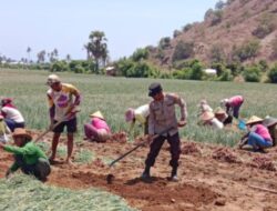 Bhabinkamtibmas Polres Bima Kota Bantu Warga Binaan Panen Bawang Sambil Sampaikan Imbauan Kamtibmas
