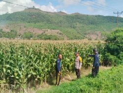 BHABINKAMTIBMAS DESA MUMBU CEK TANAMAN JAGUNG WARGA, DUKUNG KETAHANAN PANGAN DAN JAGA KEDekatan DENGAN MASYARAKAT