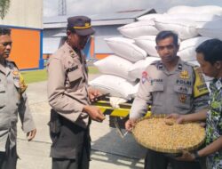 Jagung Petani Lombok Barat Diserap Bulog, Harga Stabil Sesuai HPP