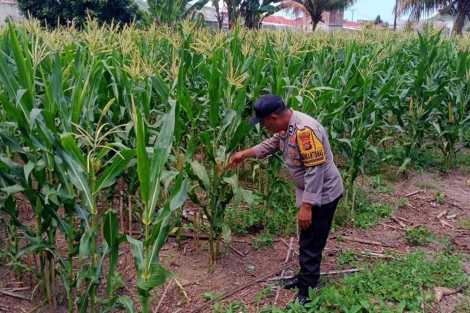 Polri Dukung Swasembada Pangan di Lombok Barat