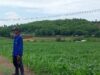 BHABINKAMTIBMAS DESA MANGGENAE LAKUKAN PEMANTAUAN LAHAN JAGUNG UNTUK DUKUNG KETAHANAN PANGAN WILAYAH