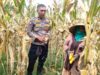 Polri Dampingi Panen Jagung di Lombok Barat, Dorong Penjualan ke Bulog